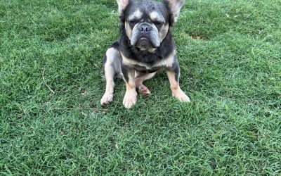 Maverick – Adult Male